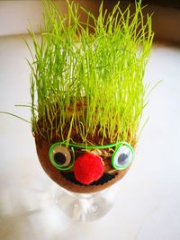 Close-up of grass growing in wineglass with anthropomorphic face