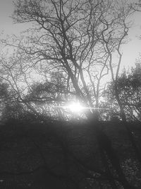 Silhouette trees in forest against sky