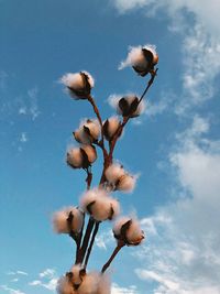 Low angle view of flowering plant against blue sky