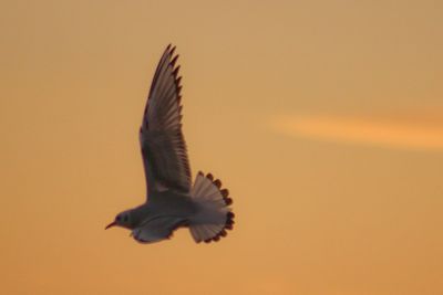 Close-up of eagle flying against orange sky