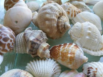 Close-up of seashells