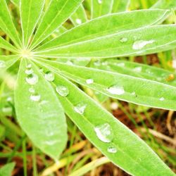 Close-up of leaves on leaf