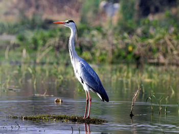 High angle view of gray heron perching on a lake