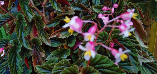 Close-up of purple flowering plants