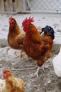 Close-up of rooster in farm