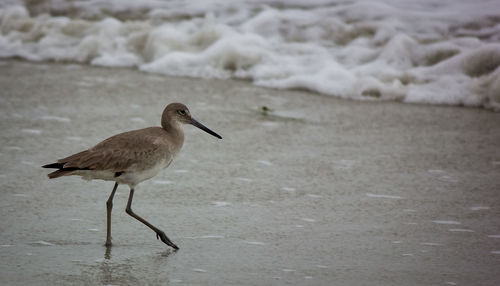 Bird perching on a beach