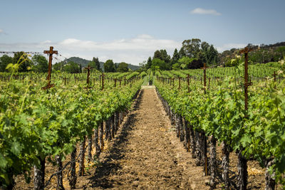 Vineyard against sky