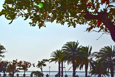 Low angle view of palm trees against clear sky