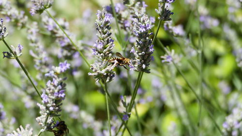 Close-up of bee on purple flower