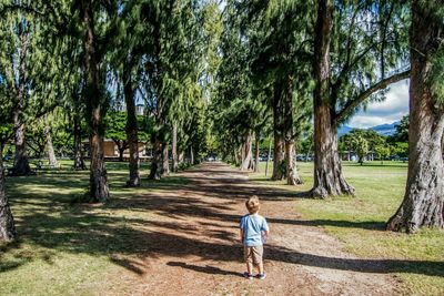 Rear view of boy amidst trees against sky