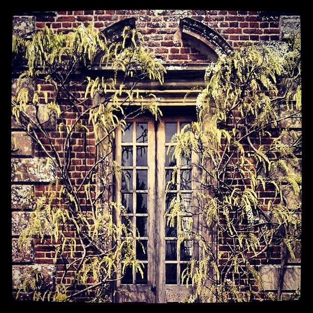 transfer print, auto post production filter, architecture, built structure, building exterior, plant, house, old, abandoned, growth, day, window, wall - building feature, obsolete, outdoors, potted plant, no people, residential structure, ivy, brick wall