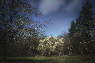 Trees on field against sky