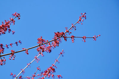 Low angle view of red maple blossom against blue sky