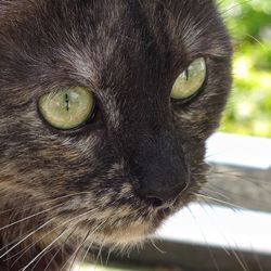 Close-up portrait of cat