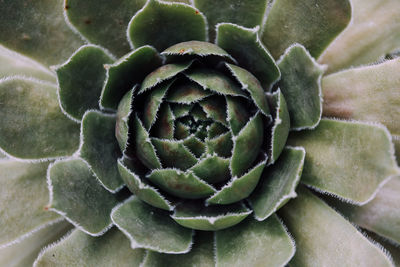Close-up of cactus plant
