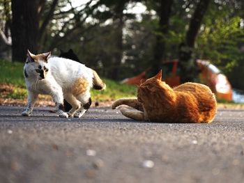 Cats on road