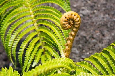 Close-up of caterpillar on plant