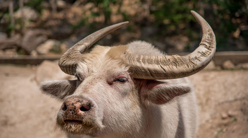 Close-up of buffalo at farm