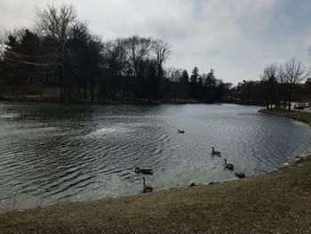 View of birds in lake against sky