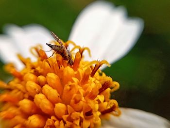 Close-up of insect on yellow flower