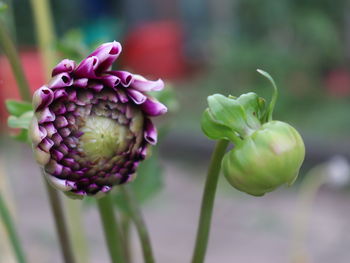 Close-up of pink flowering plant