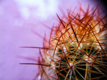 Close-up of dandelion on cactus against sky