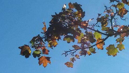 Low angle view of trees against clear blue sky