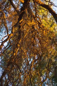 Low angle view of trees in forest during autumn