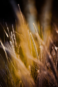 Close-up of stalks in field