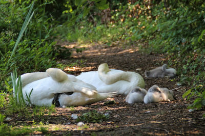 Swan family resting on ground