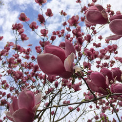 Low angle view of magnolia blossoms against sky