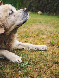 Dog relaxing on field