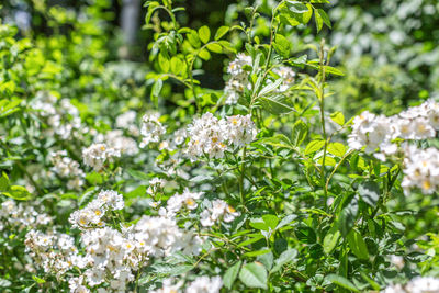 Close-up of white flowering plant