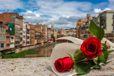 Close-up of red roses on retaining wall in city