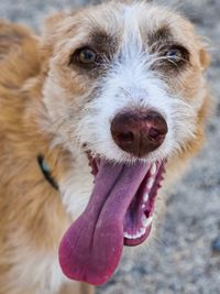 Close-up portrait of dog sticking out tongue