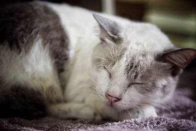 Close-up of cat sleeping