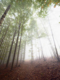 Green beech trees in misty forest along path covered with red orange leaves. heavy fog in nature 