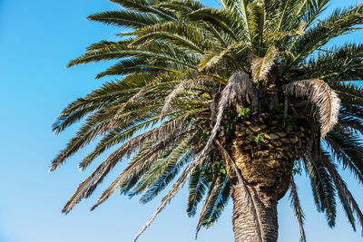 Low angle view of palm tree against clear sky