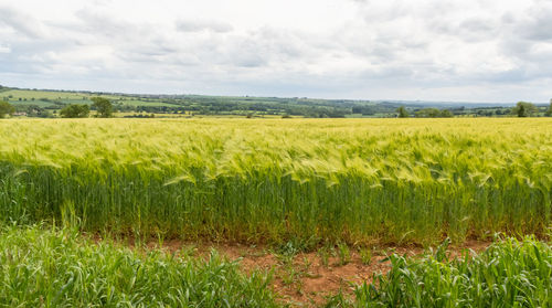 Scenic view of agricultural field against sky