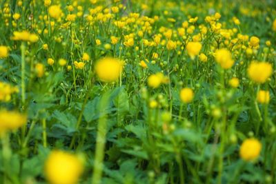 Close-up of yellow flowers growing in field