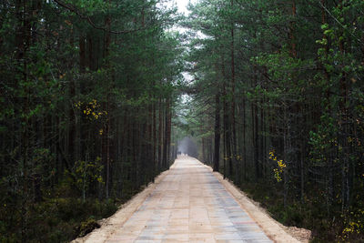 Footpath amidst trees in forest