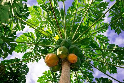 Low angle view of fruits growing on tree