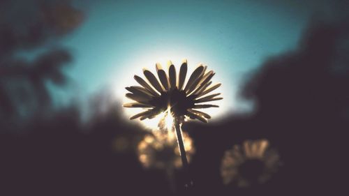 Close-up of flowers against blurred background