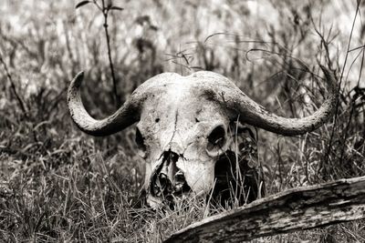 Buffalo skull on field