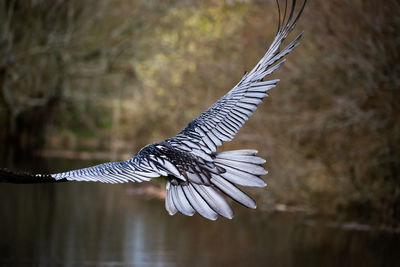 Close-up of bird flying over lake