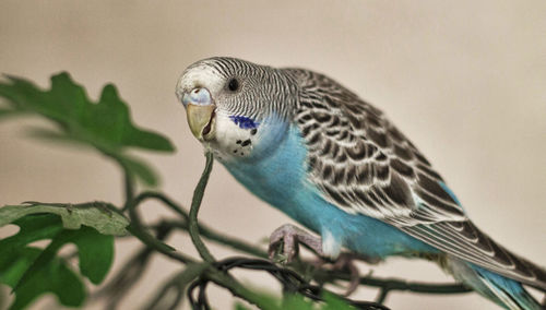 Close-up of a bird