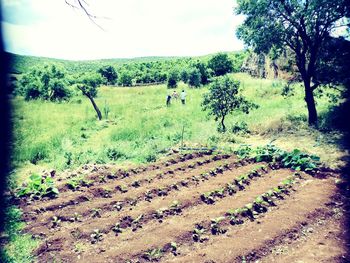 Scenic view of agricultural field against sky