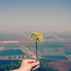 Close-up of cropped hand holding flower