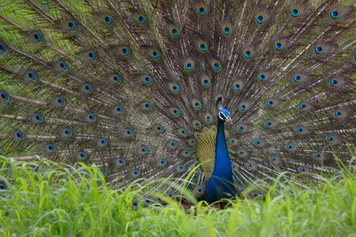 Peacock in grass
