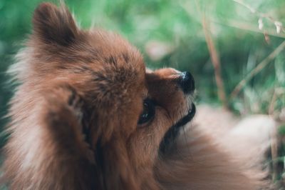 Close-up of dog outdoors